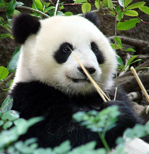 animals in china that are endangered